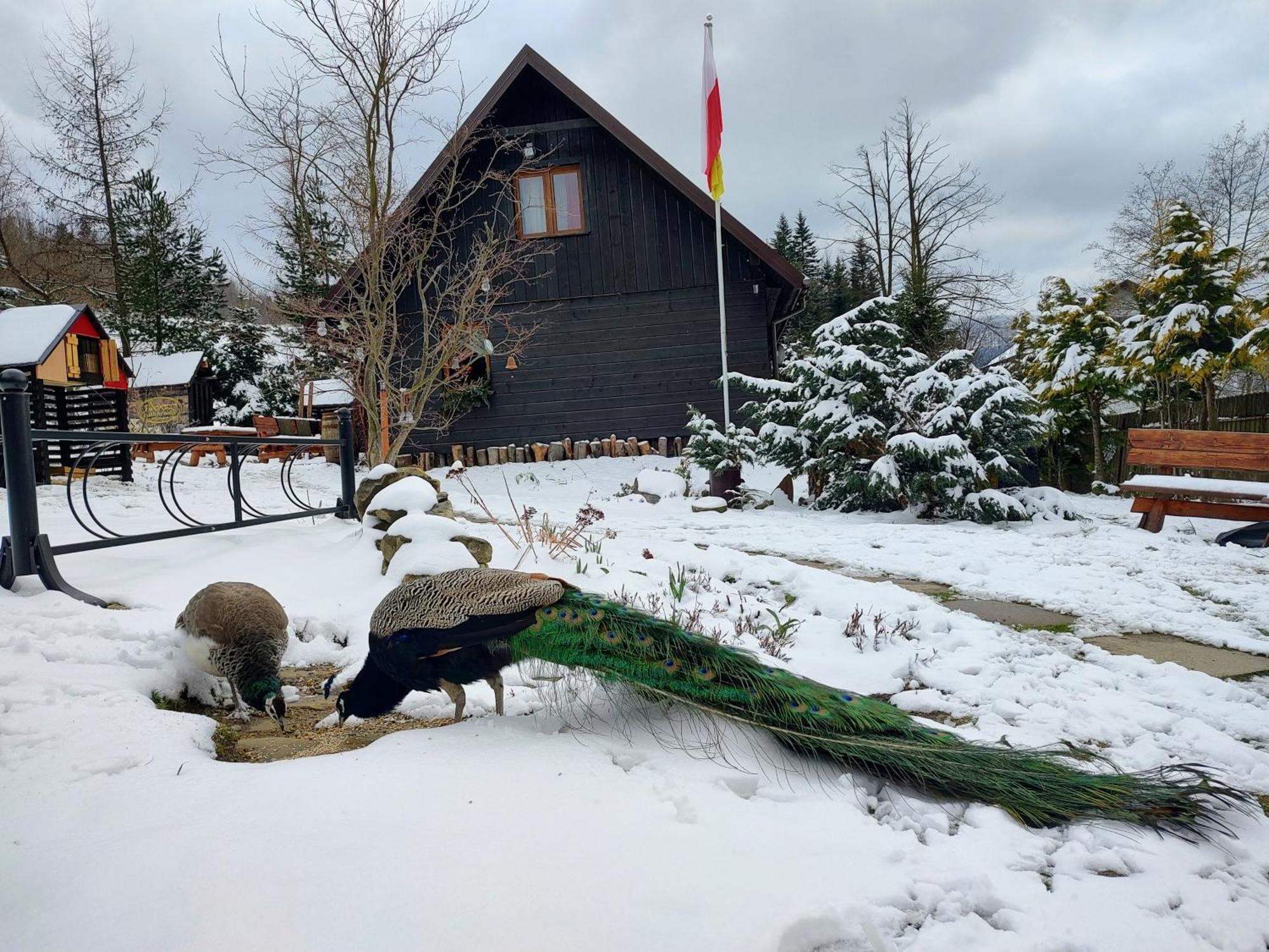 Beskidzka Ostoja Koszarawa Dış mekan fotoğraf
